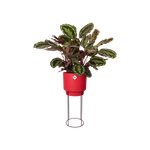 b.for studio rund 30cm brillantrot